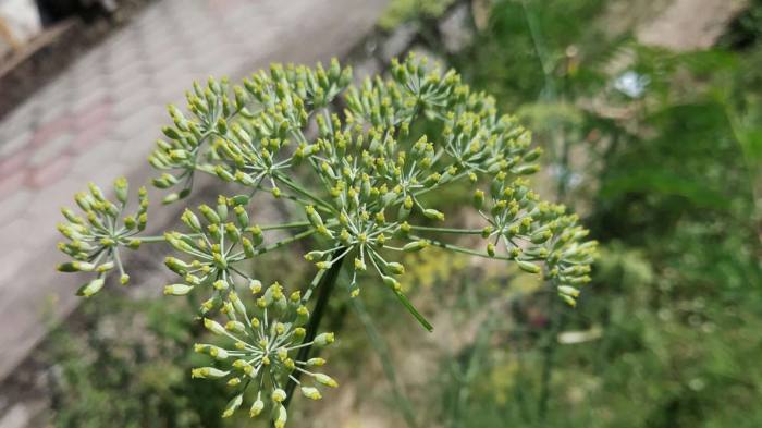 How to cook fennel bulb indian style